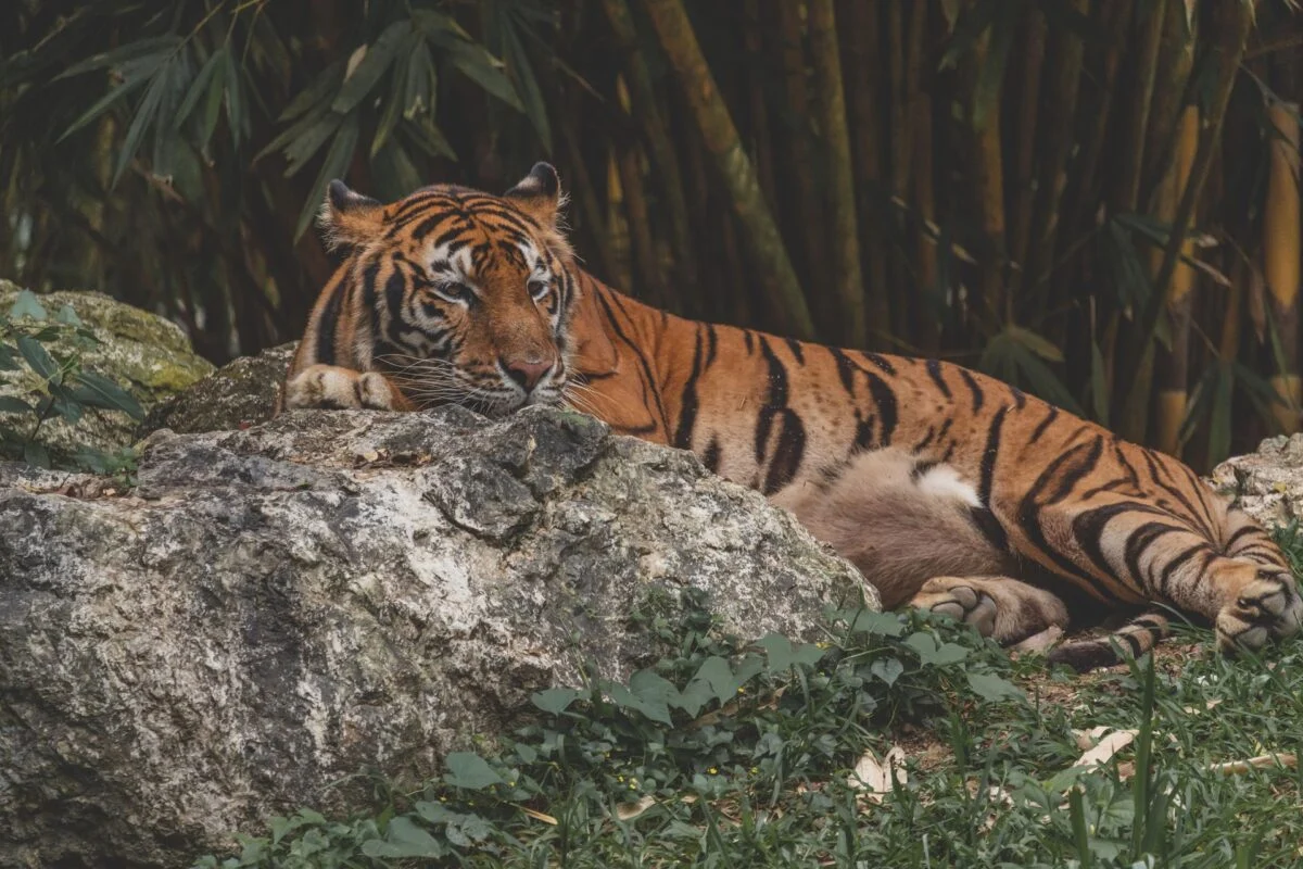 Grand Forest View Resort & Spa, Sundarban